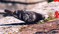 bscn_img1