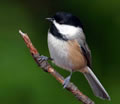 ccb_img4